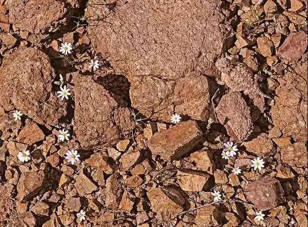 8张很容易找花眼的图片真是太会伪装了你能找到几个