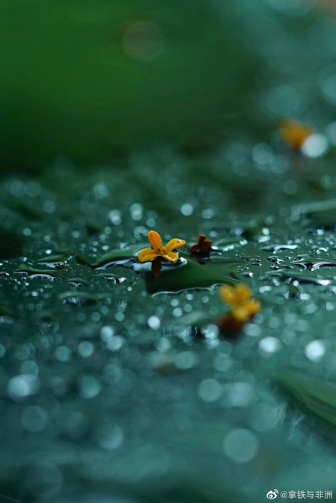 天下雨了,满拢觉雨的桂花被蒙蒙细雨沾湿了,更显得娇艳动人