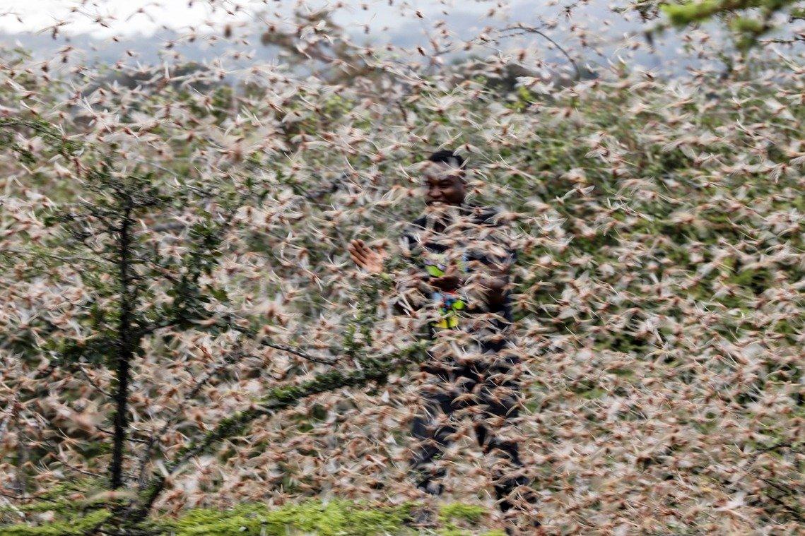 分析:和这个指标有关|蝗虫|沙漠|蝗灾_新浪新闻