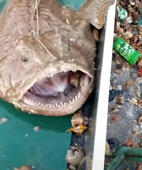 满嘴牙齿的一条鱼,吃田螺如脆骨,让人看着都发抖!