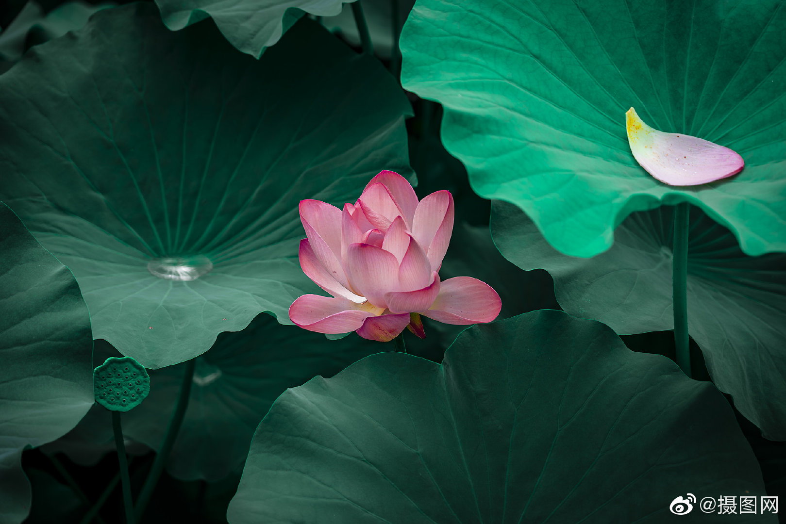 最初见荷花还是幼儿园课本上