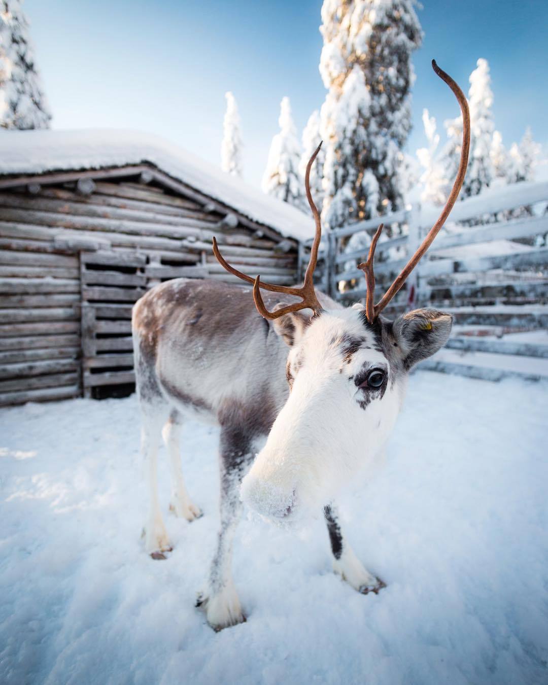 芬兰库萨莫,驯鹿 | ryan resatka