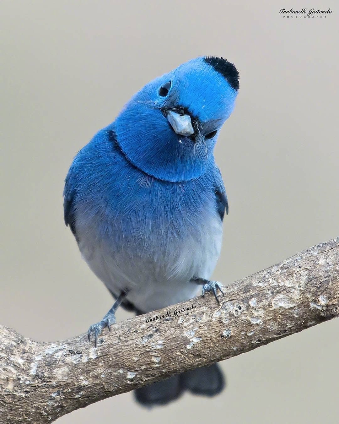歪头杀_高清图集_新浪网