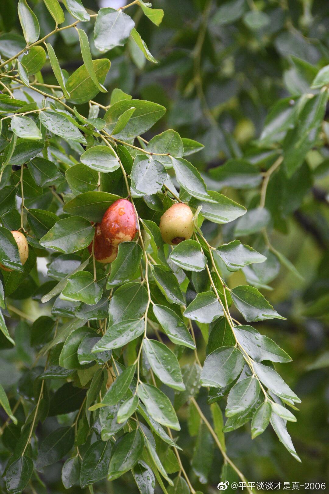 第一次见长在树上的红枣微博热点微博摄影
