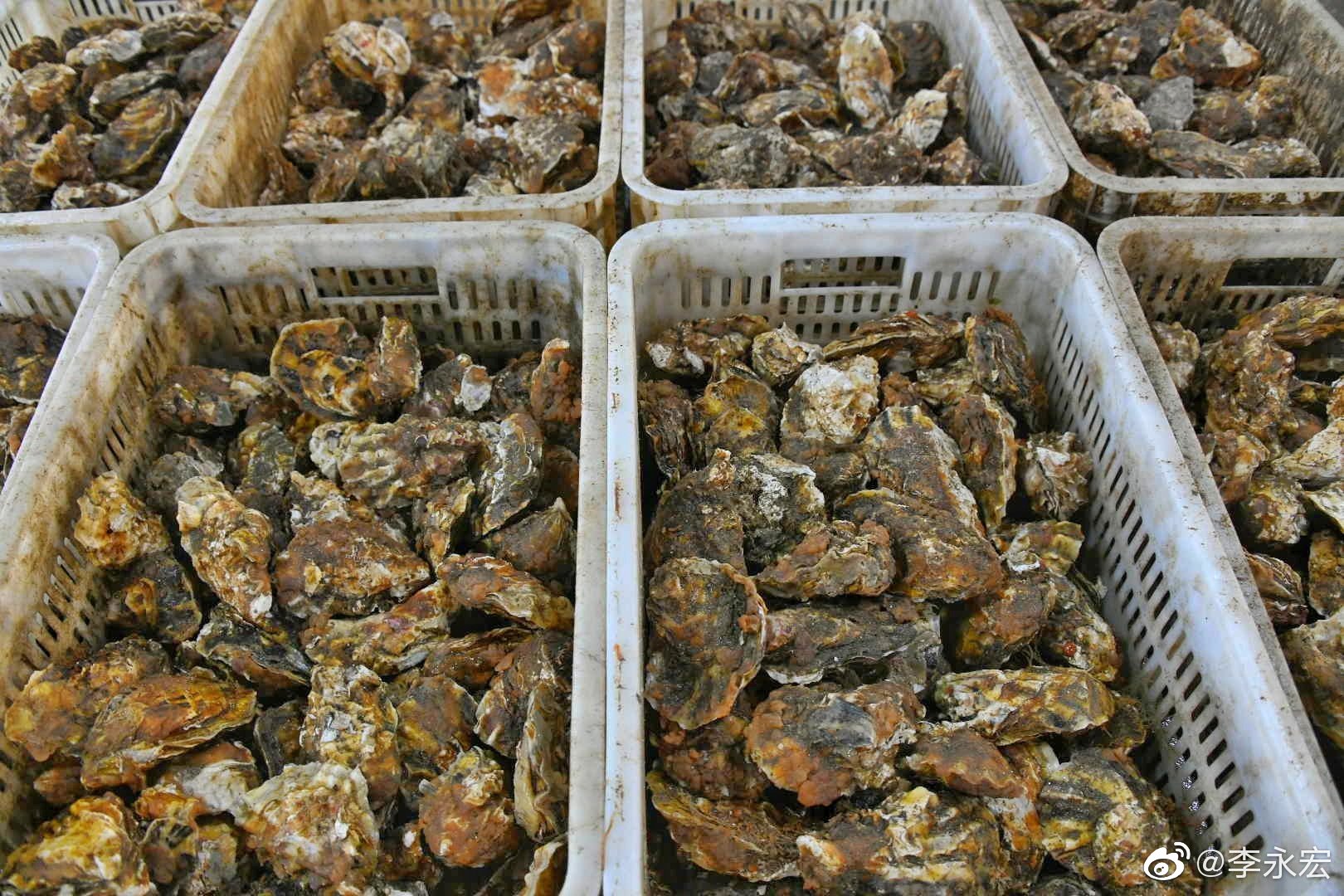 走进生蚝小镇大连庄河石城岛