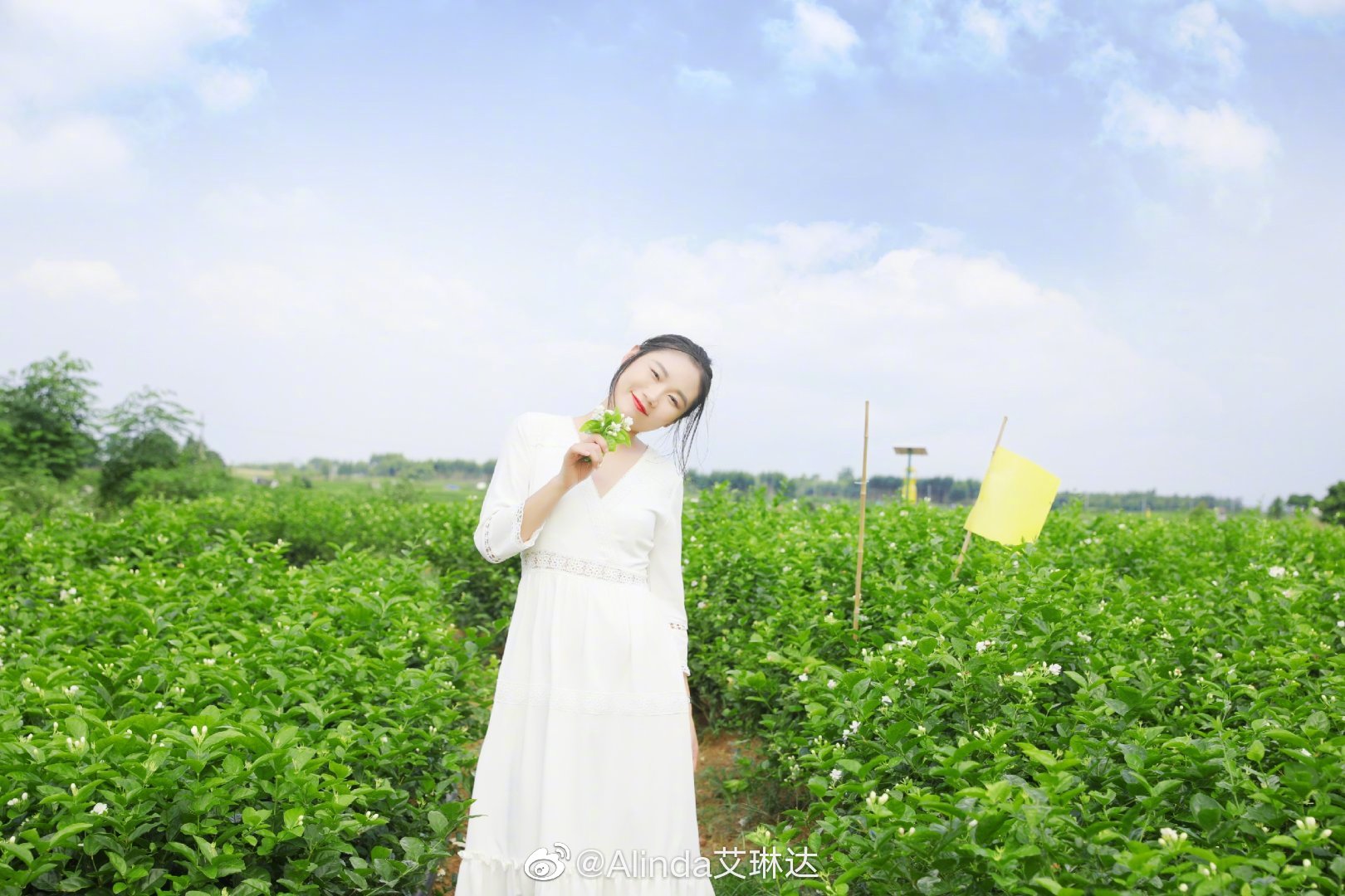 女生不管多少岁,看到花就走不动路了有木有|茉莉花|女生|一朵_新浪