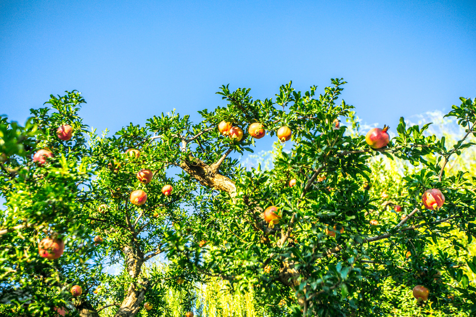 "别院深深夏席清,石榴开遍透帘明",金秋,华清宫的石榴结果了