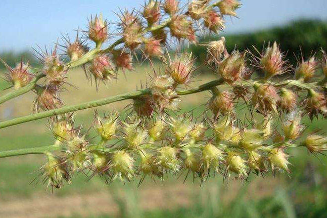 农村野外的蒺藜果,全身带刺却可入药,如今药用价值相当高