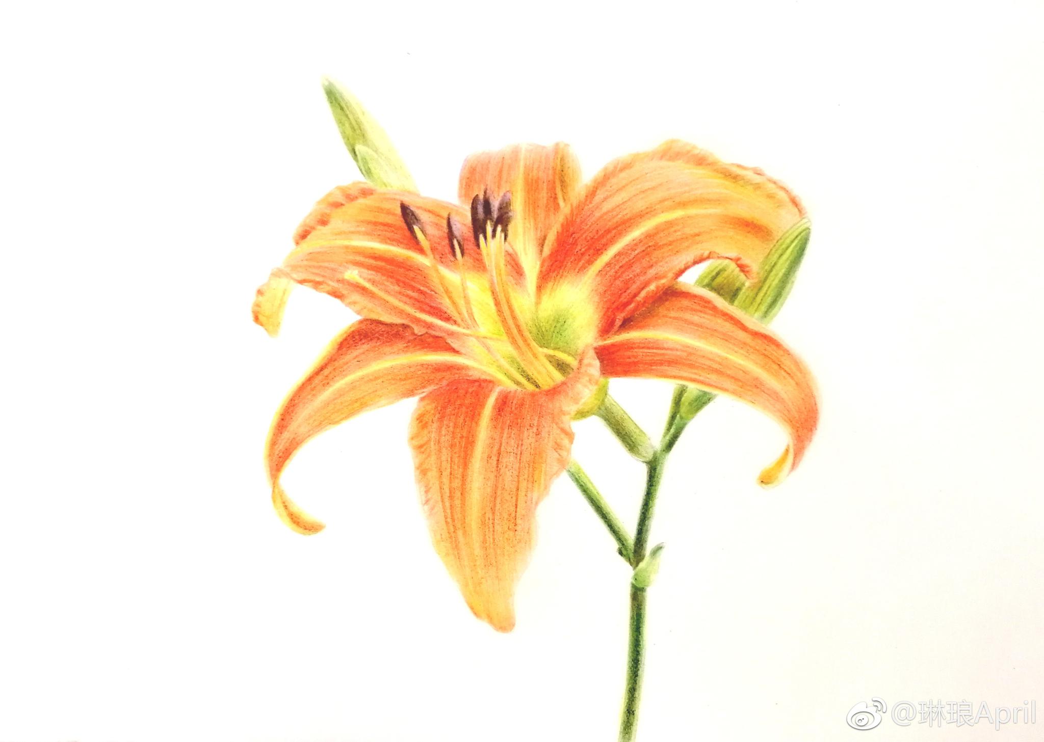 大花萱草简单明快的色彩