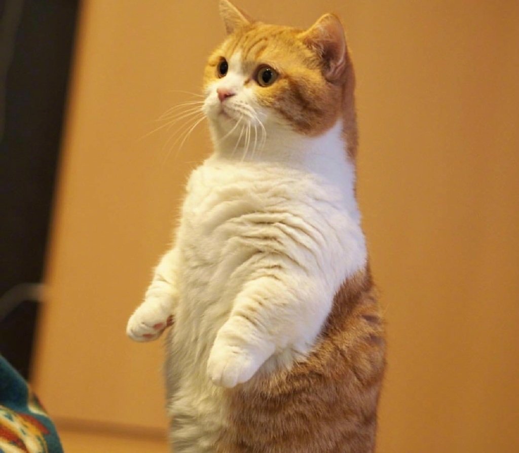 一只短腿猫茶太郎,小短腿萌翻啦~