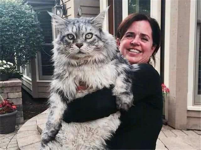 铲屎官将养猫当成事业,成功收获两百斤肥猫,每晚被猫当床垫