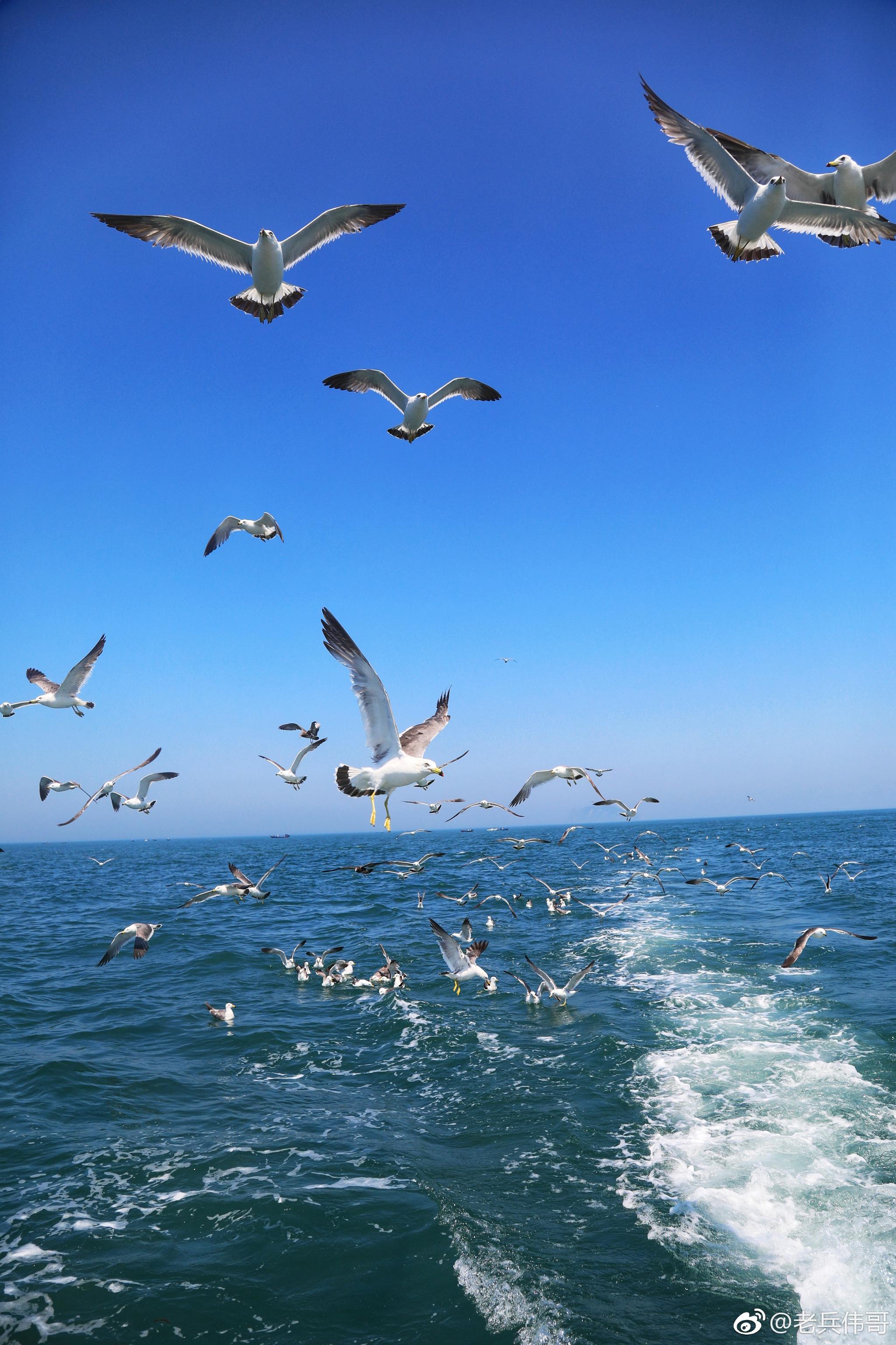 遇见大连 旅顺海猫岛