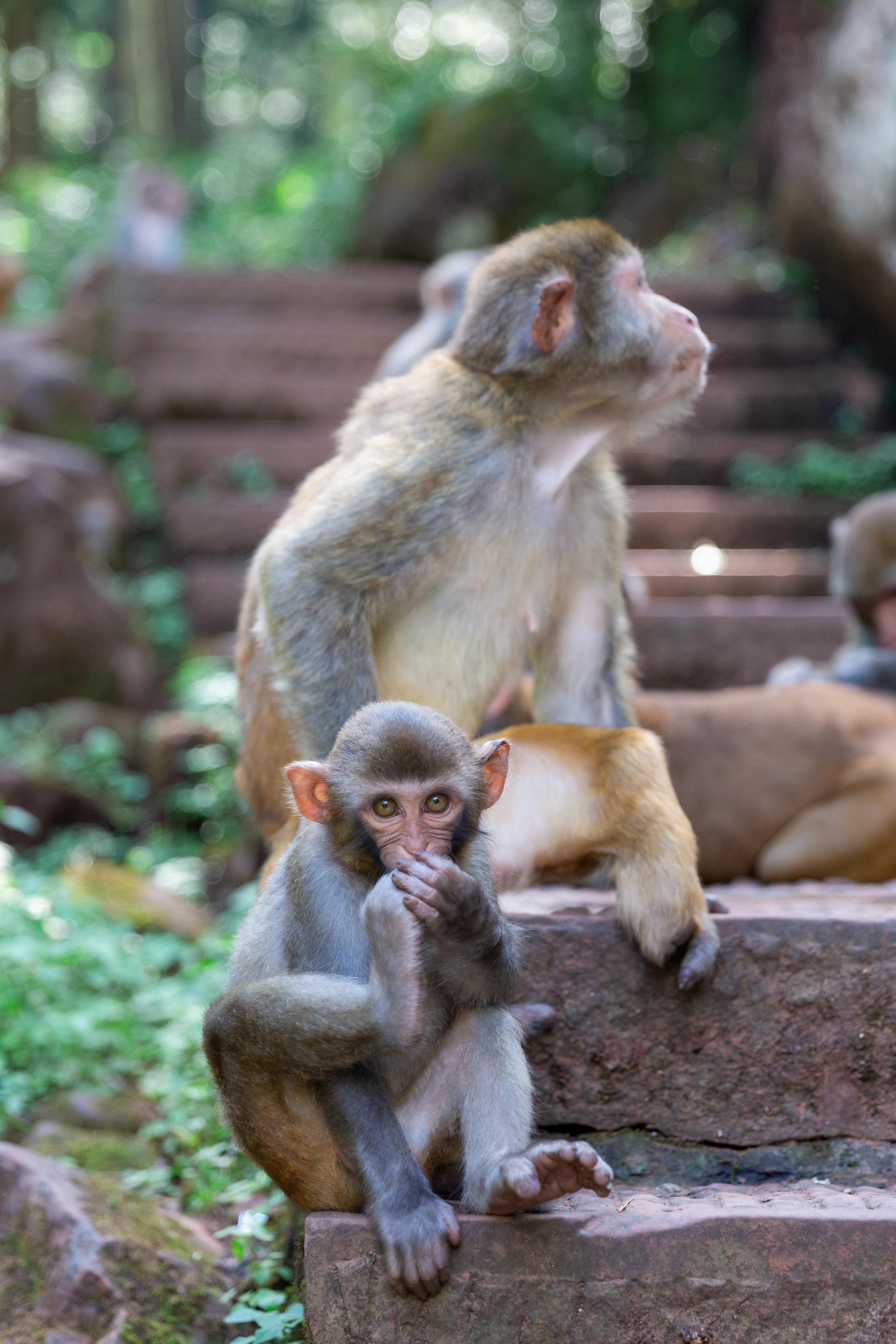 没想到四面山上居然有这么多的机灵的猴儿水灵灵的大眼睛看着就很