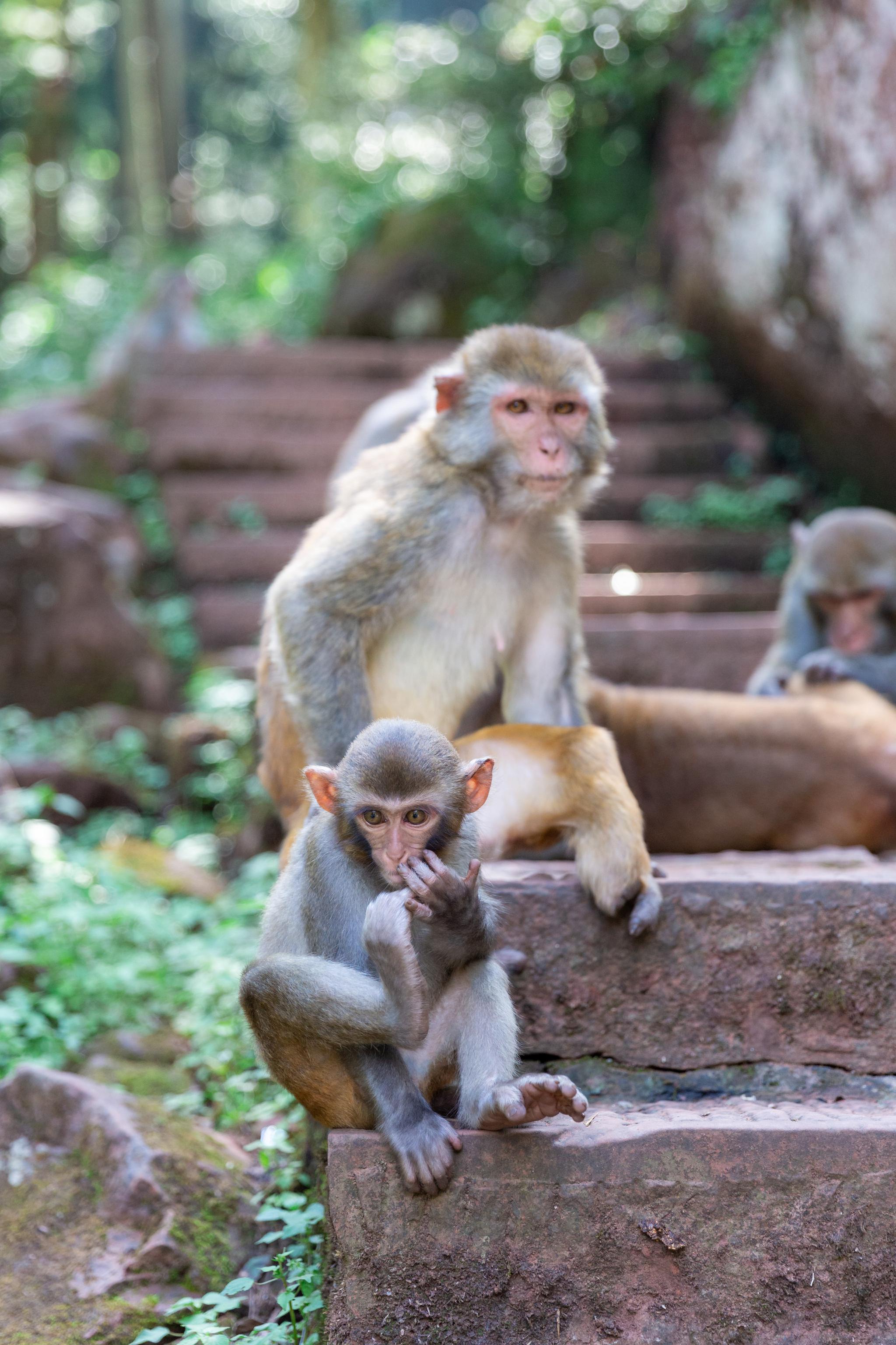 没想到四面山上居然有这么多的机灵的猴儿水灵灵的大眼睛看着就很