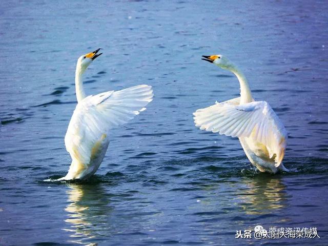 元旦,人民日报"天鹅之翼 托起乡村民宿游"推介山东荣成!