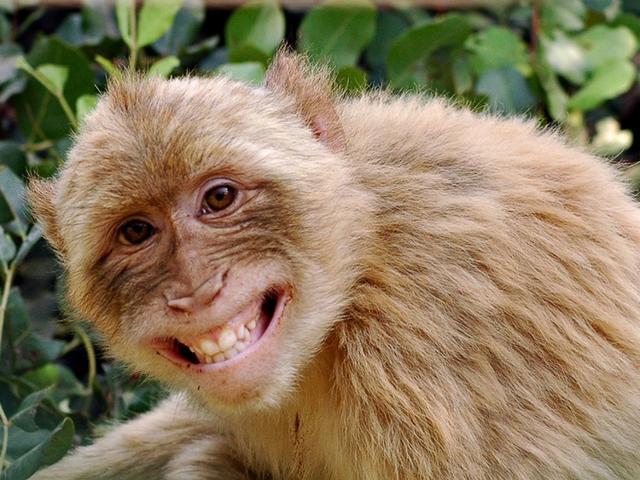 图为一只猴子在龇牙咧嘴的微笑.图为两匹马的微笑.