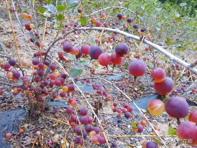 有没有了解有没有喝过多旺鹭汤臣牧场新视界牛奶的?和普通牛奶比有啥不一样?