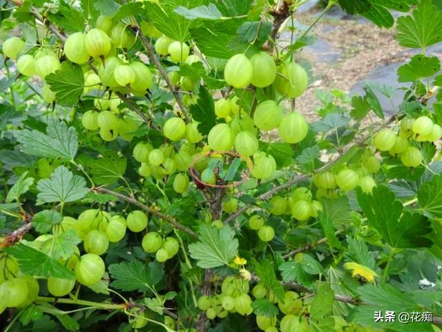 灯笼果，果味酸甜、营养丰富，好看又好养，在家种一盆甚好！|灯笼果|植株|酸甜_新浪新闻