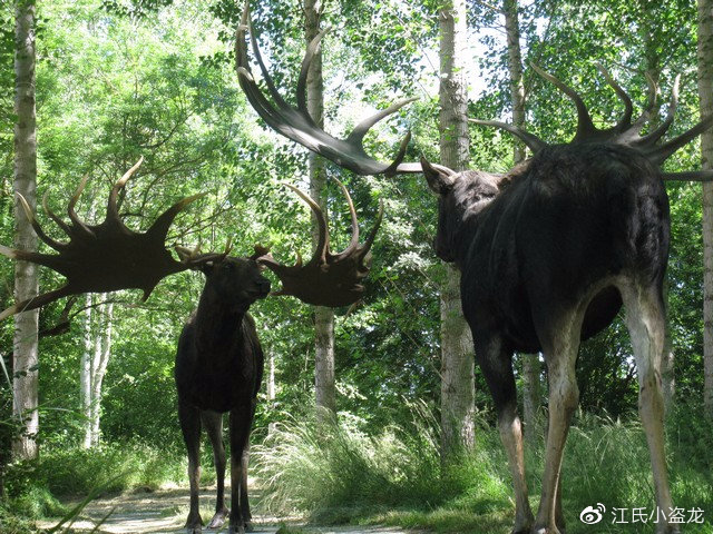 史前巨鹿头顶4米大角竟然是撩妹神器