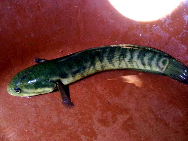 此鱼入侵专家别闹了这是环保的功劳网友是美味再现