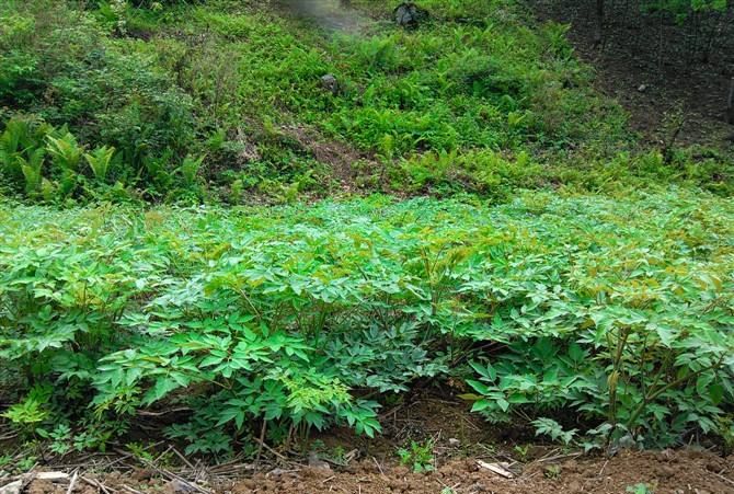 独活是药材吗能否人工种植怎么种