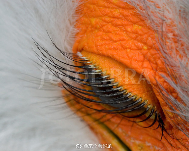 蛇鹫的睫毛好美艳妖娆的感觉转发会有好运