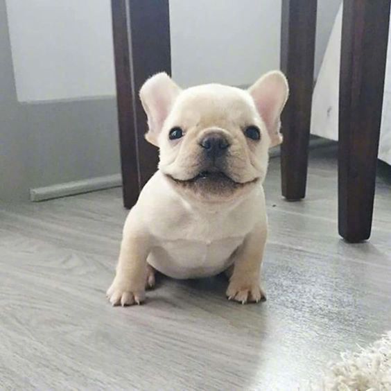 蠢萌蠢萌的小法斗小时候长得真像一只小猪崽