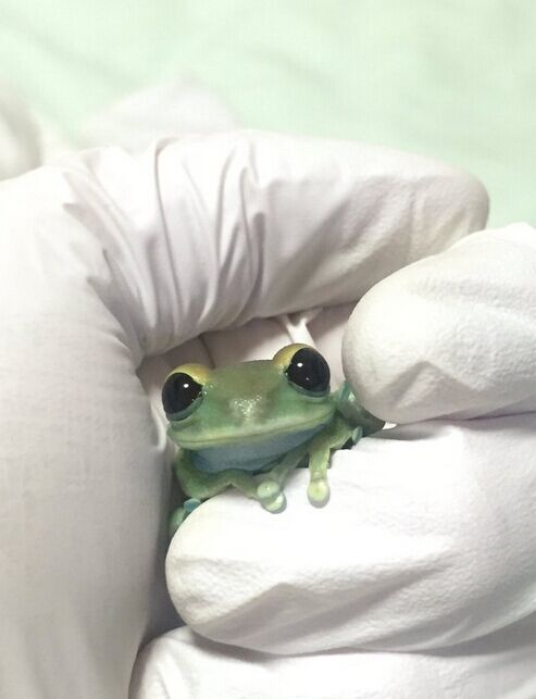 介只是饲主litoriacaeru家的宠物小树蛙~ 有木有觉得很可爱