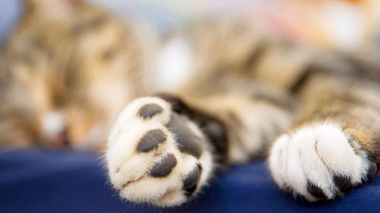 我家猫不让压爪子,不能愉快当猫奴了