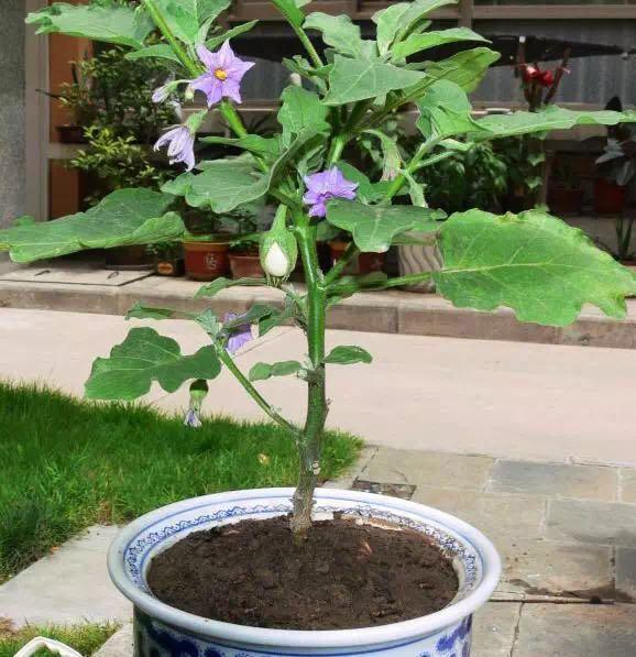 阳台不养花,改成种"鸡蛋",一天摘一个,好吃又新鲜|阳台|养花|蛋茄