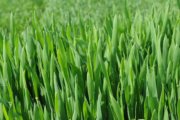 今年使用小麦除草剂,牢记"8不要,2必须"