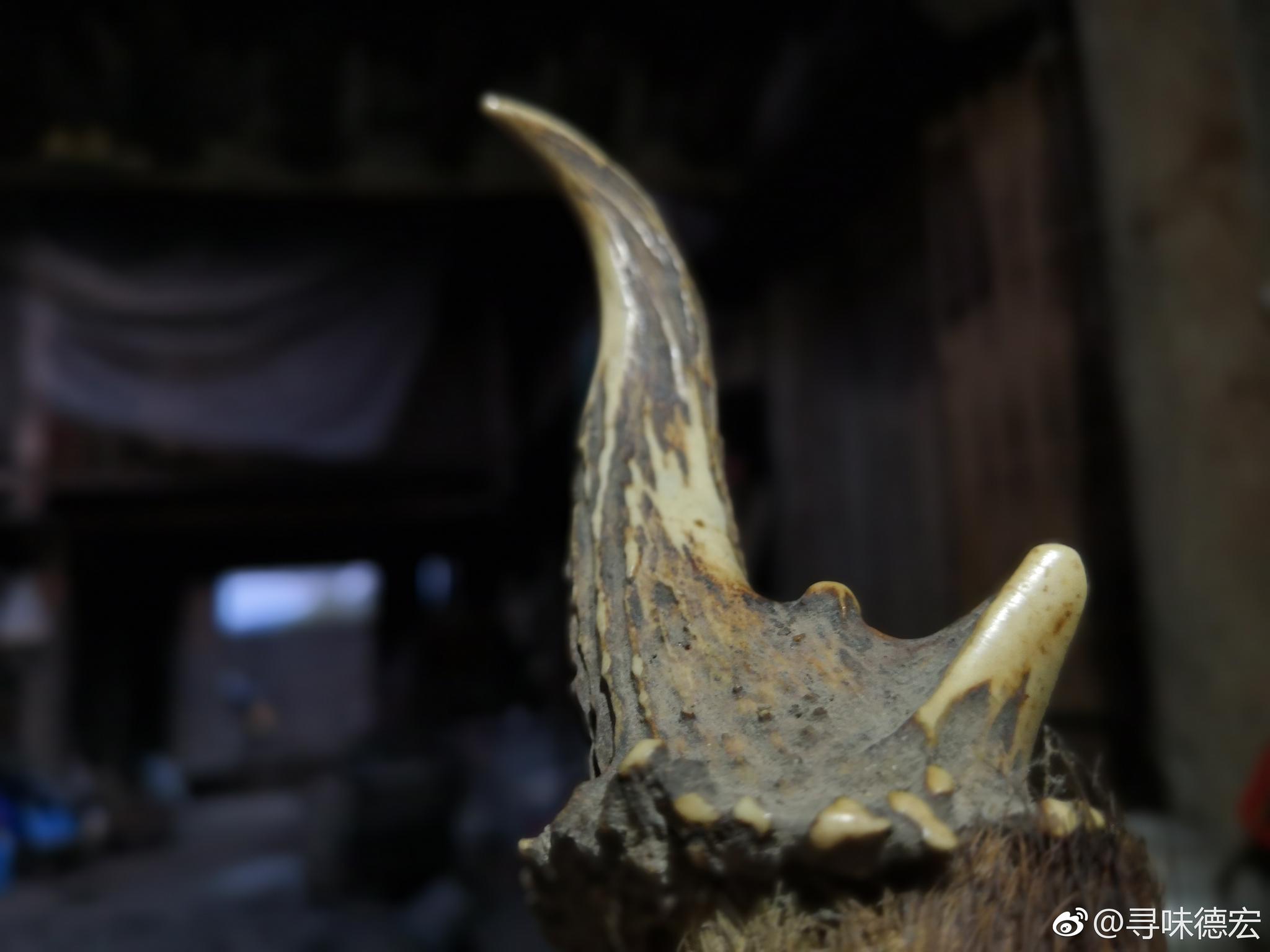 麂子角,贡山麂?去入户时在农户家发现的