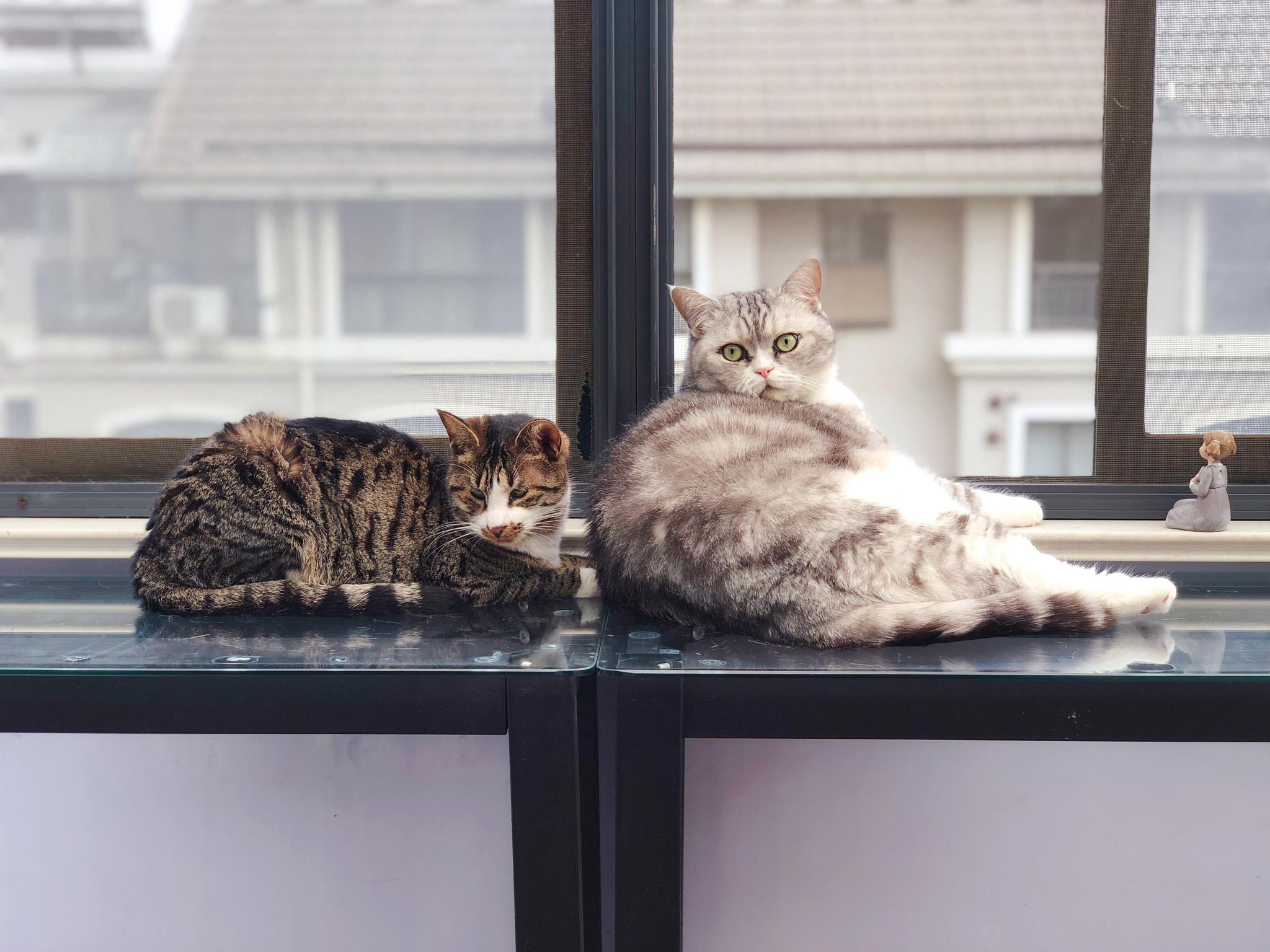 两只可爱的猫看着窗外治愈15插画图片-千库网