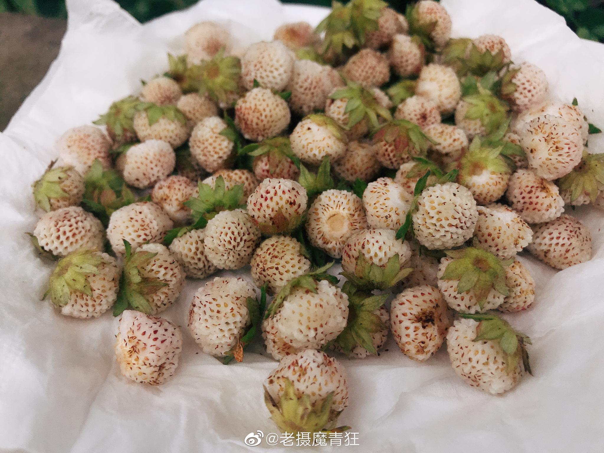 老家特有的野果子|泸州|老家|新鲜事_新浪新闻