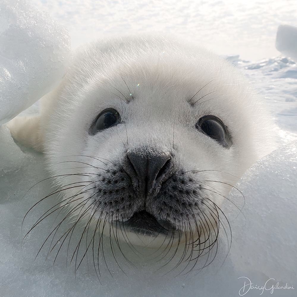 最萌的冰雪精灵,竖琴海豹