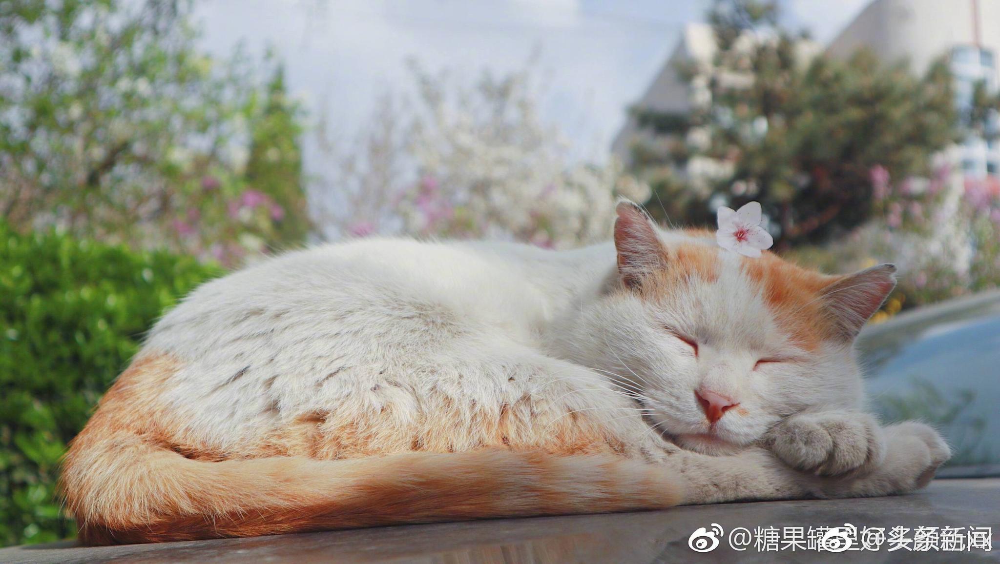 春日的午后有什么比慵懒的猫更舒服的呢