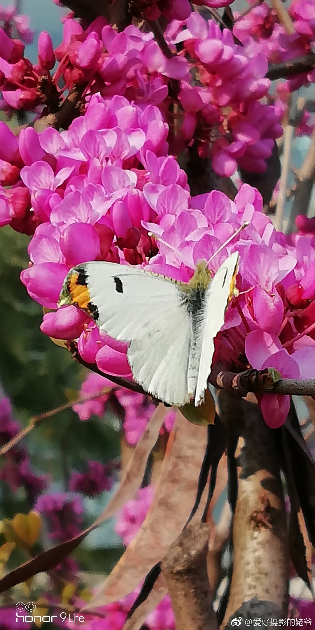 紫荆花与蝶 手机偶遇随拍 刚刚接宝宝放学途中 本想拍花的