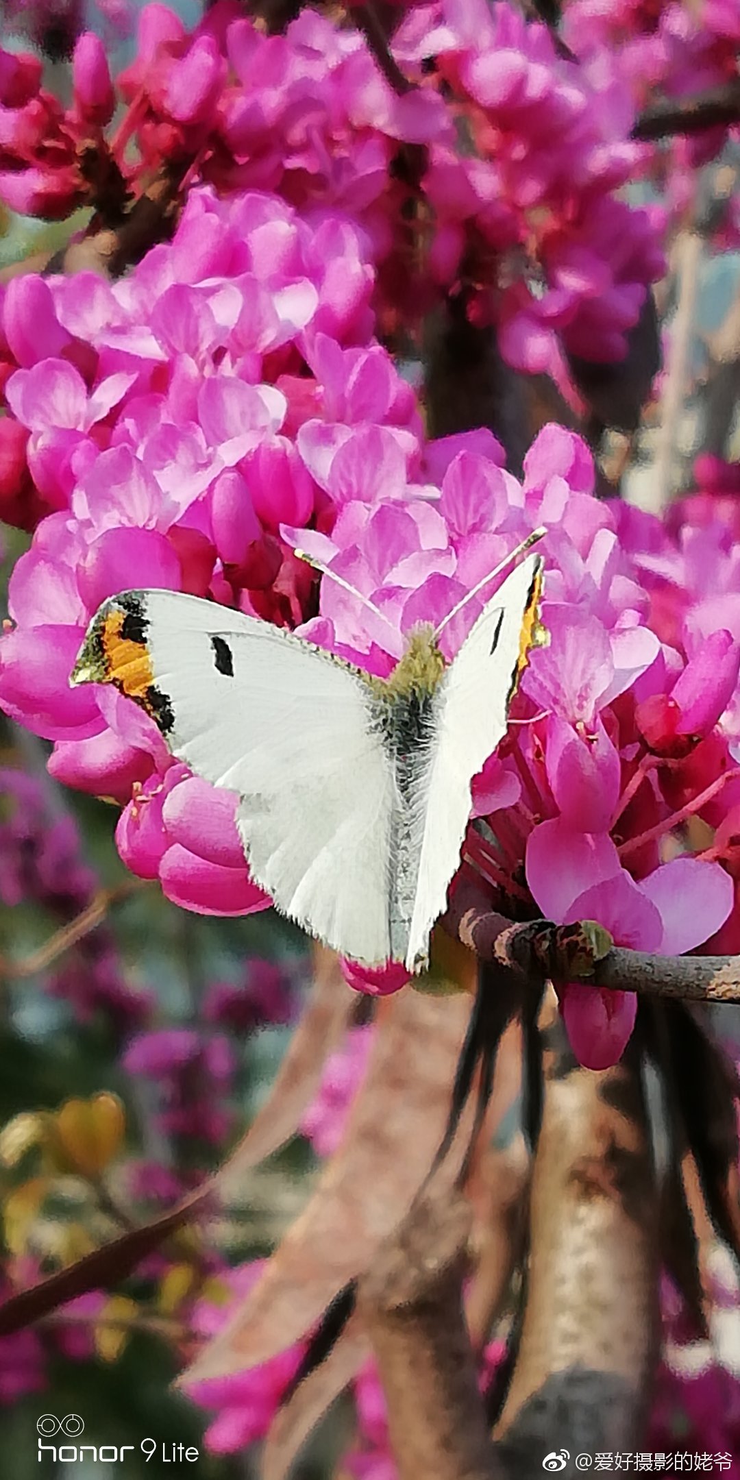 紫荆花与蝶 手机偶遇随拍 刚刚接宝宝放学途中 本想拍花的 紫荆花与蝶 手机偶遇随拍 刚刚接宝宝放学途中 本想拍花的