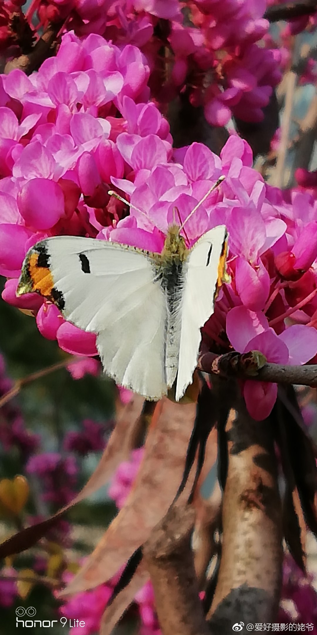 紫荆花与蝶 手机偶遇随拍 刚刚接宝宝放学途中 本想拍花的 紫荆花与蝶 手机偶遇随拍 刚刚接宝宝放学途中 本想拍花的