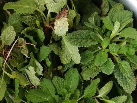 农村有一种草,专治咳嗽,拿来做菜,吃上三次方可痊愈