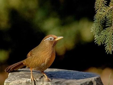 画眉鸟俗语"单痣打,你不知道的事