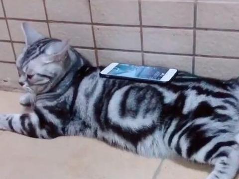 猫妈听到小猫叫声母爱爆发