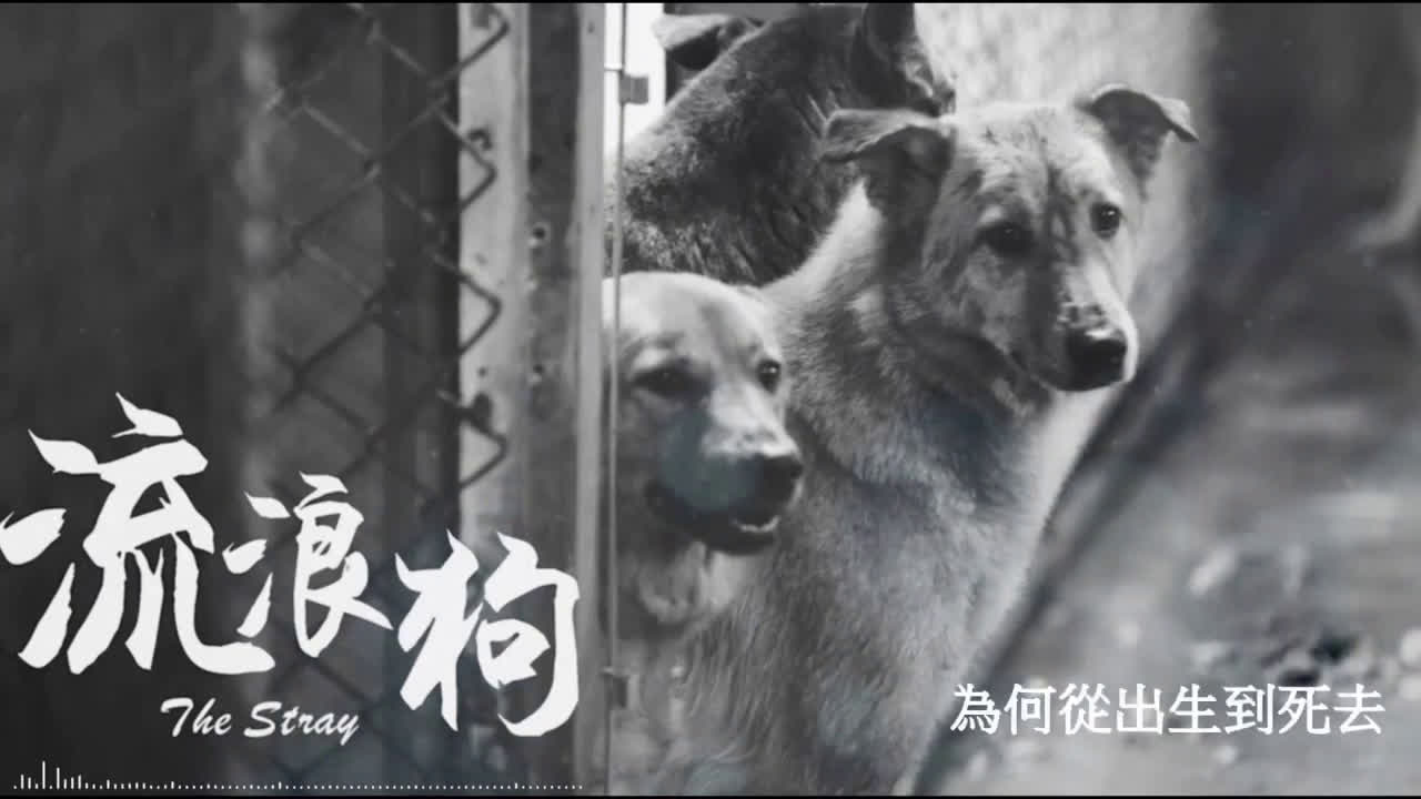 黄明志萧敬腾演唱 流浪狗 歌词版 老萧的声音太戳心