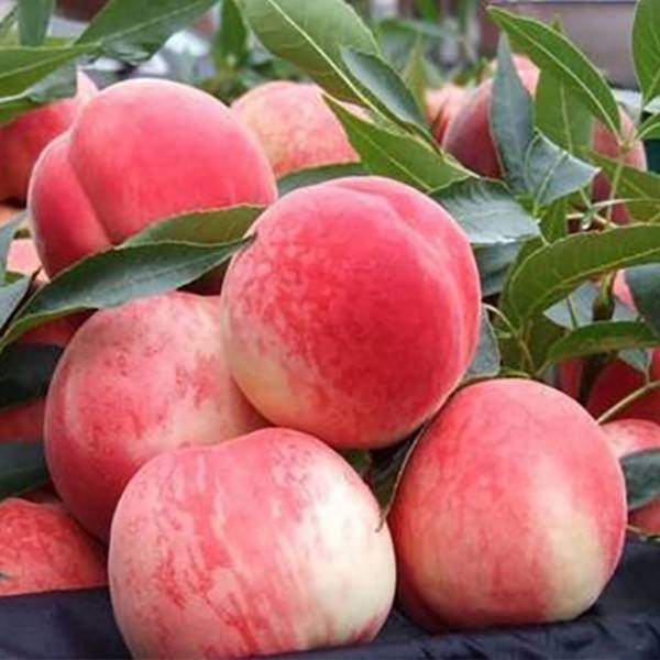 见过冬天成熟的桃子吗?这品种栽花盆就结果,太罕见了!