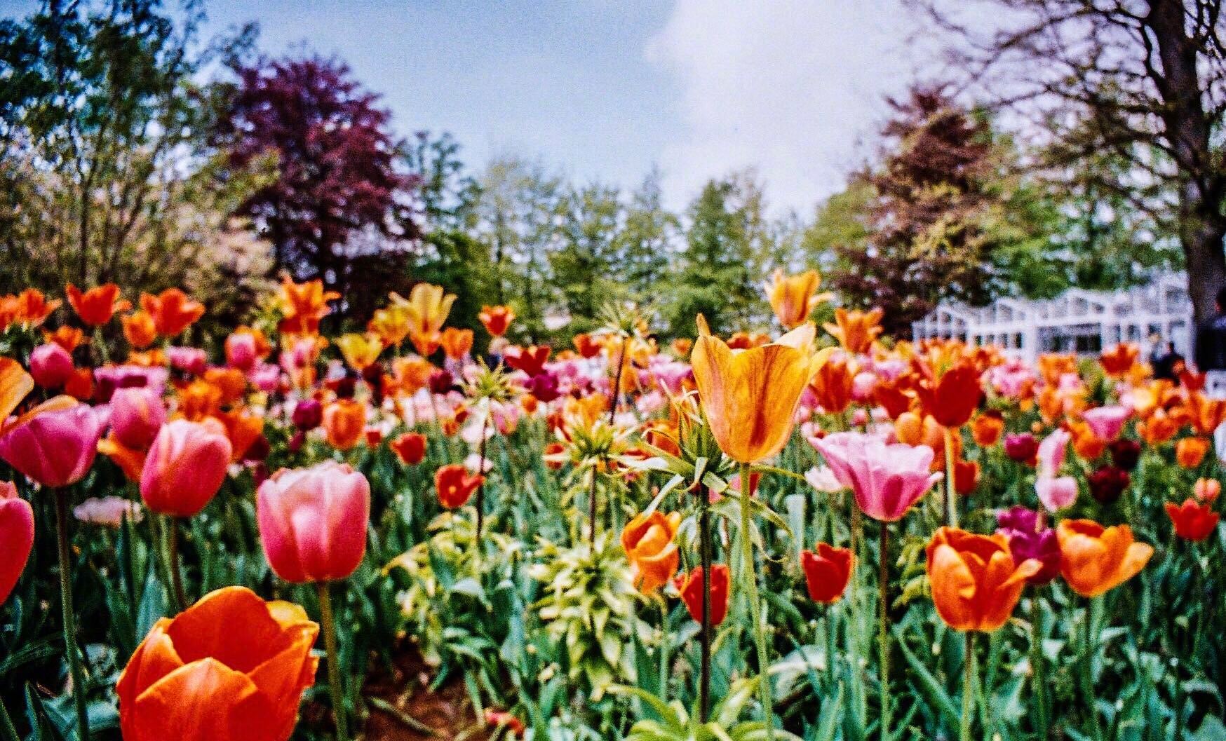 荷兰丨库肯霍夫库肯霍夫公园内郁金香的品种 数量 质量以及布置手 荷兰丨库肯霍夫库肯霍夫公园内郁金香的品种 数量 质量以及布置手