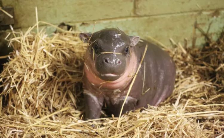 河马妈妈拼命生下的宝宝小河马一出生就把大家疗愈哭