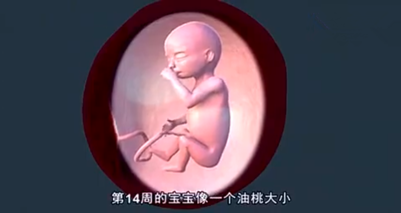 3d组图:带你看孕中期胎儿发育全过程