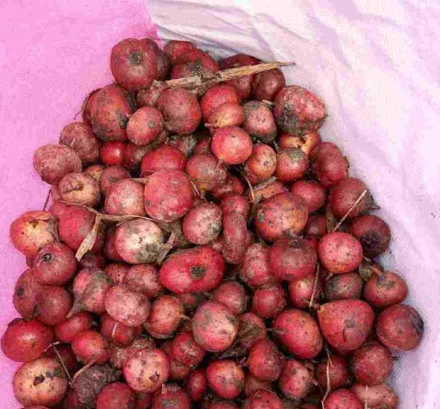 野生地瓜小时候常吃,有人吃过吗?