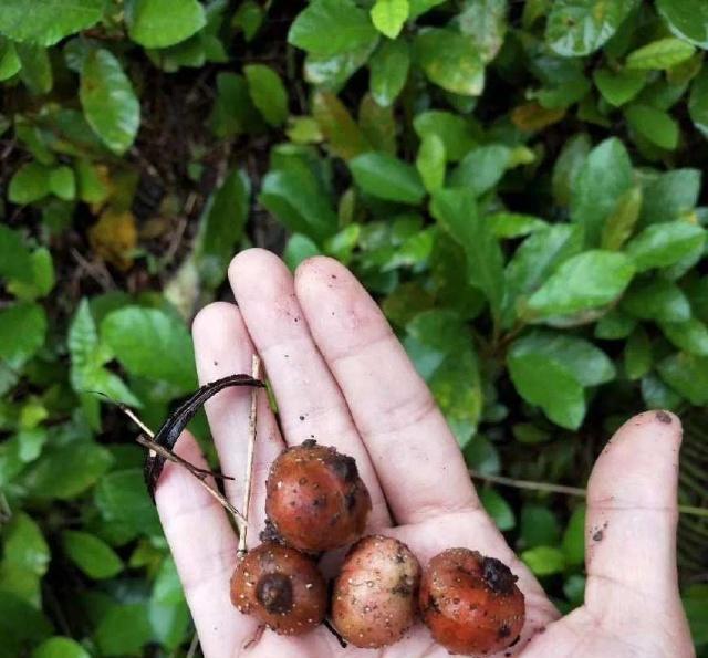 野生地瓜小时候常吃,有人吃过吗?