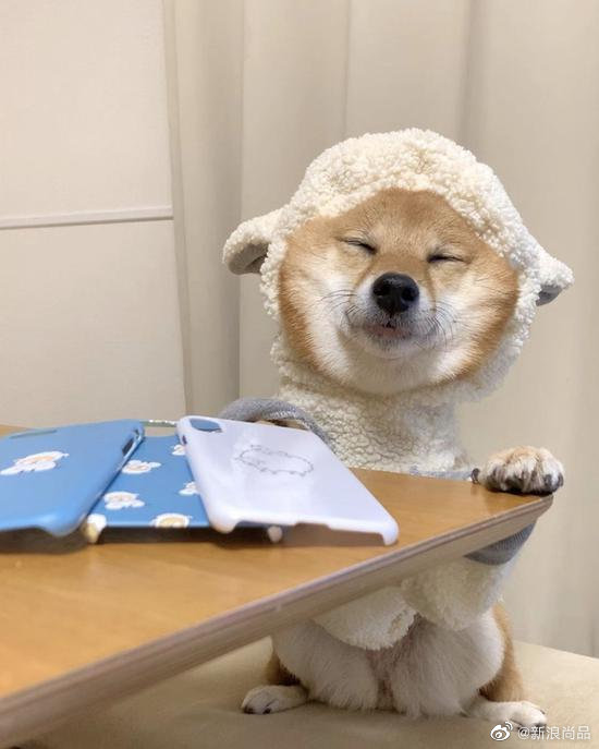 走哪睡哪的小豆柴hana 老实说 是不是很像宅家的你 走哪睡哪的小豆柴hana 老实说 是不是很像宅家的你